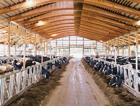 Cowshed, sounds in the barn