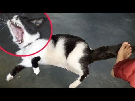 Cat's tail stepped on - sound effect