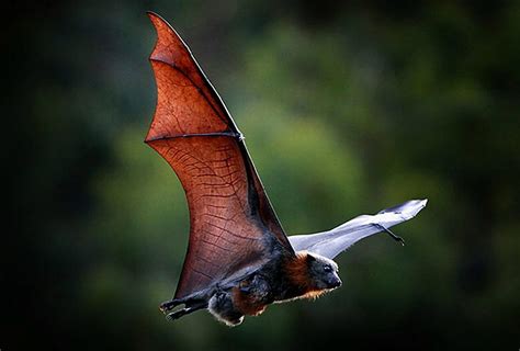 Bats sound effects