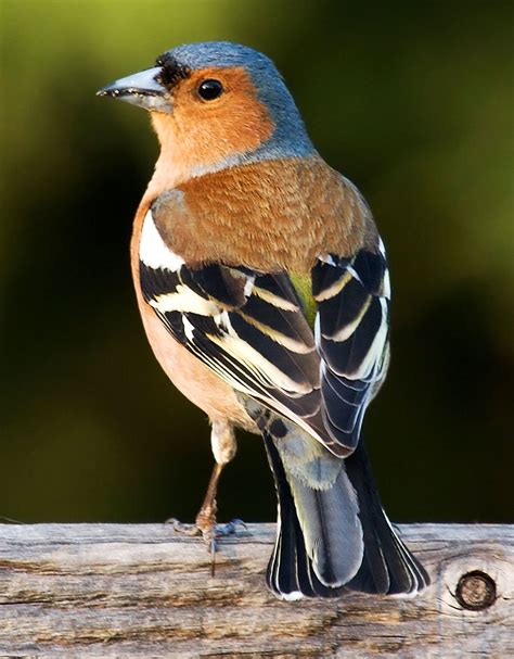 Chaffinch sound effects