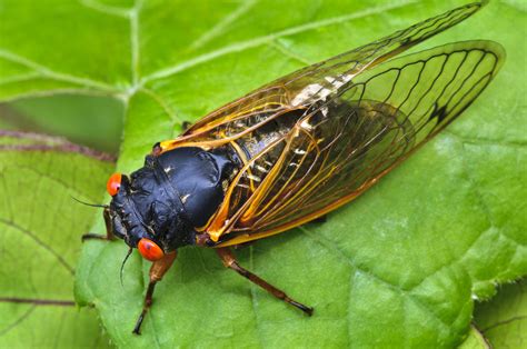 Cicada sound effects