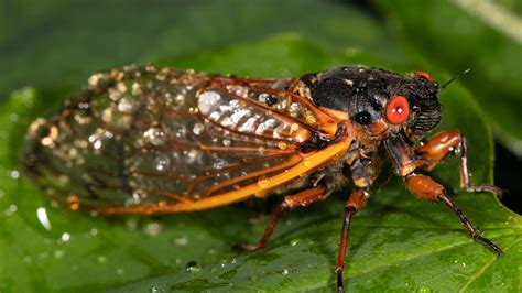 Cicada sound effects