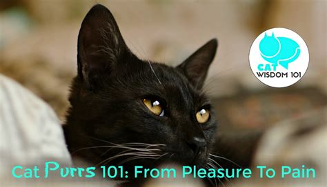 Kitten purrs with pleasure - sound effect