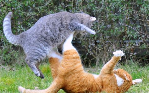 Cats fight - sound effect