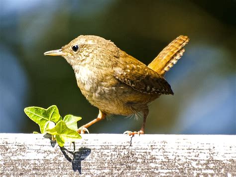 Troglodytes troglodytes - sound effect