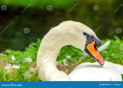 Cry of a swan against background of sound of water - sound effect