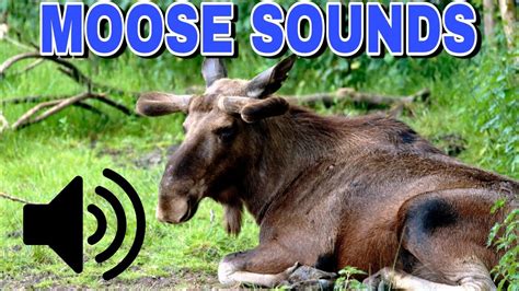 Moose cry - sound effect