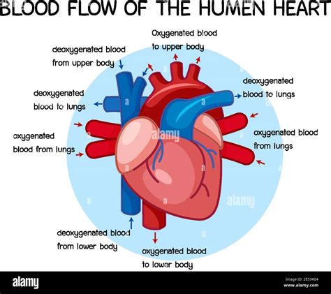 Blood flows, drops of blood (2) - sound effect