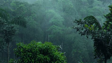 Large drops of rain over dense vegetation, rain in the forest - sound effect