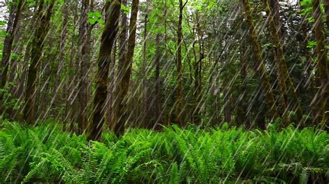 Large drops of rain over dense vegetation, rain in the forest - sound effect