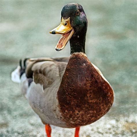 Quacking duck - sound effect