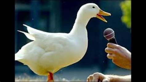 Quacking duck (2) - sound effect