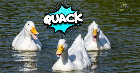 Quacking duck (4) - sound effect