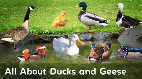 Quacking ducks and geese - sound effect