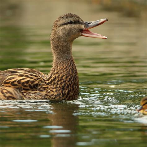 Quacking duck (5) - sound effect