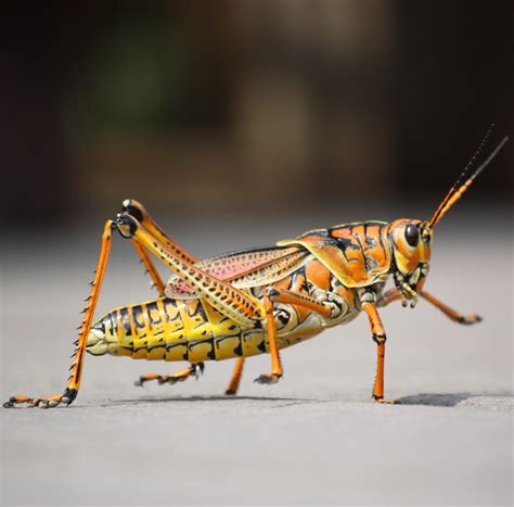 Grasshopper sound effects