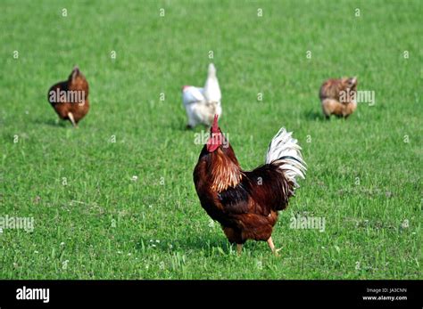 Cackle of chickens, birds - sound effect