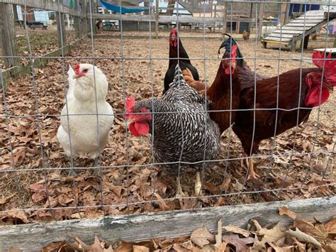 Clucking of a chicken, poultry yard - sound effect