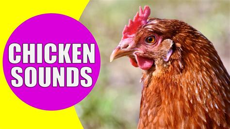 Clucking chicken - sound effect