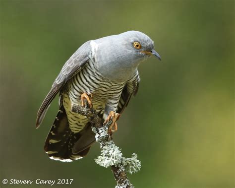 Cuculus canorus - sound effect