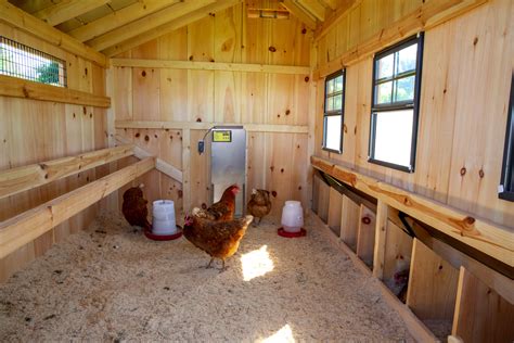 Chickens in the barn (shed) - sound effect