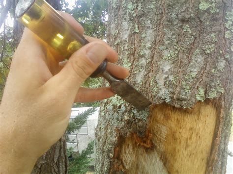 Piece of bark breaks off tree - sound effect