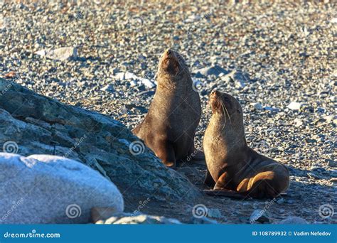 Barking fur seals and lions - sound effect