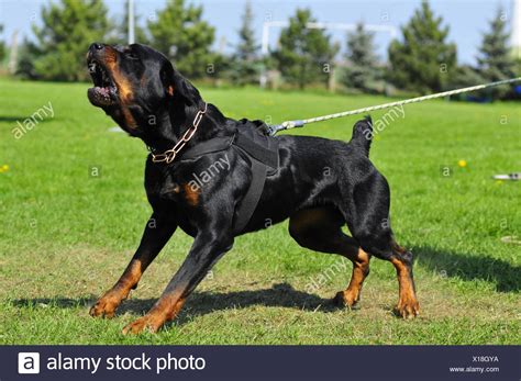 Barking rottweiler - sound effect