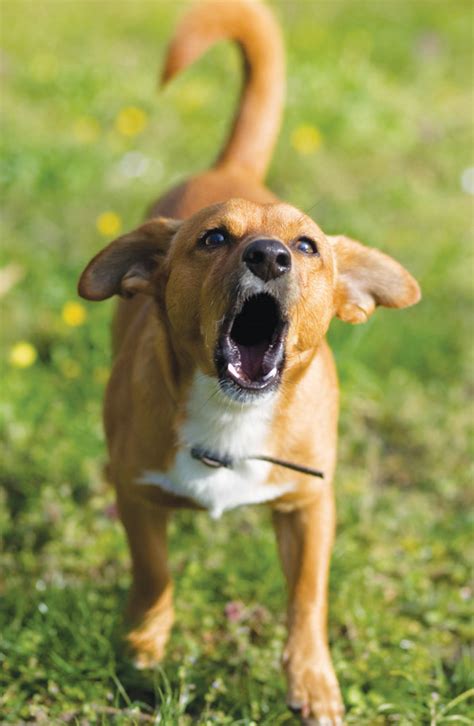 Barking dogs: collie, husky, large mastiff - sound effect