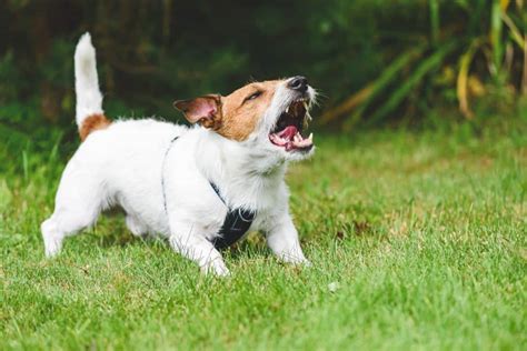 Dog barking, little spitz - sound effect