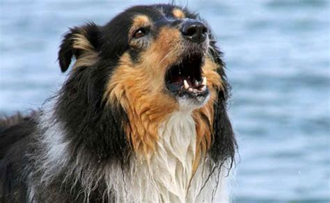 Collie dog barking - sound effect