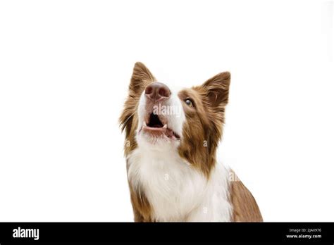 Collie dog barking - sound effect