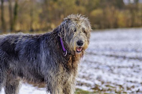 Barking wolfhound - sound effect