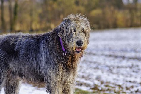 Barking wolfhound - sound effect