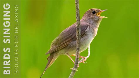 Light chirping of birds, chirping - sound effect