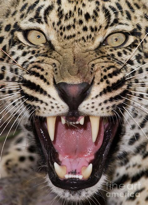 Leopard growls (2) - sound effect