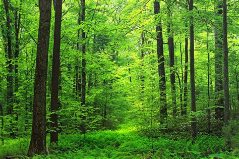 Sounds of the forest: crickets, birds and sound of a river in the distance