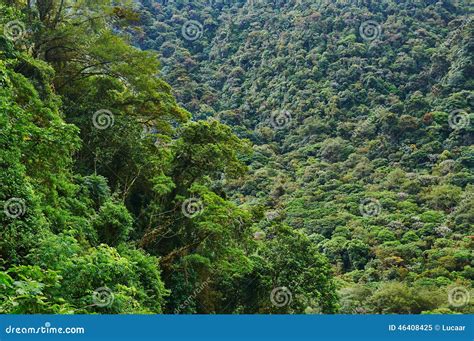 Forest in central america, in the evening - sound effect