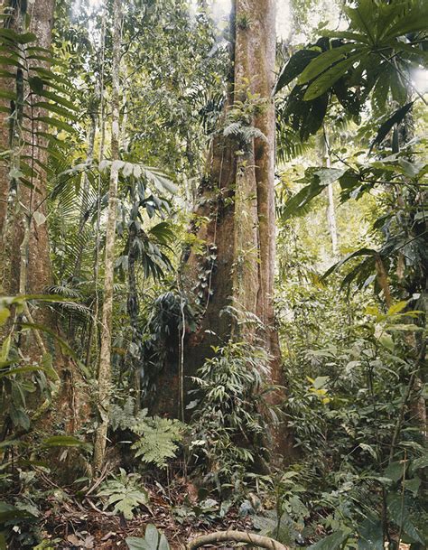 Forest, venezuela by day (2) - sound effect