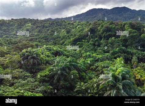 Forest, venezuela (daytime) - sound effect