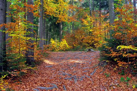 Forest in france (afternoon) - sound effect