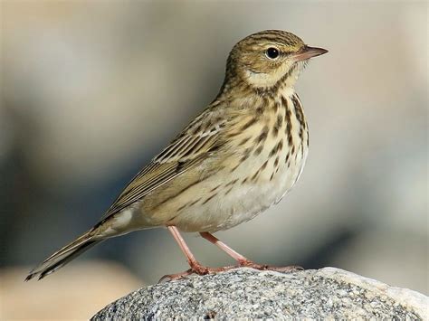 Anthus trivialis - sound effect