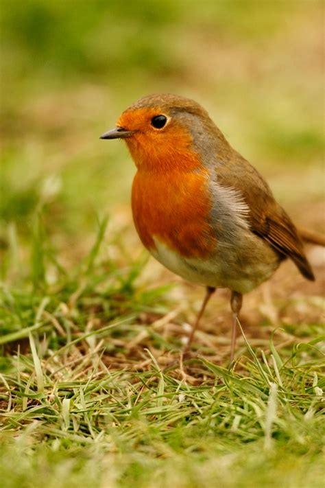 Robins sound effects