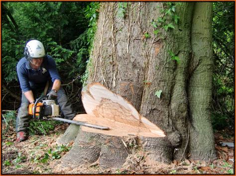 Timber felling: chainsaw, sawing logs into pieces - sound effect
