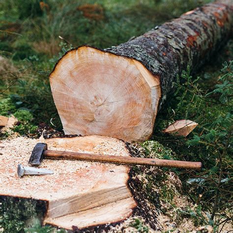 Timber felling: logs are unloaded from a timber truck into the river - sound effect