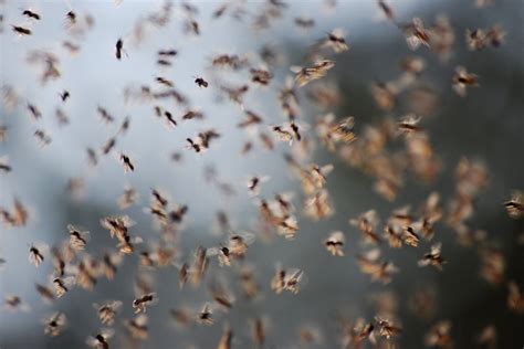 Flying flies, swarm of flies (loop) - sound effect