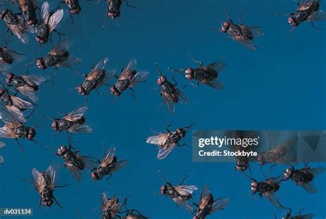 Flying flies, swarm of flies (loop) - sound effect