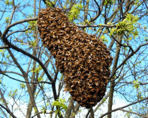 Swarm sound effects