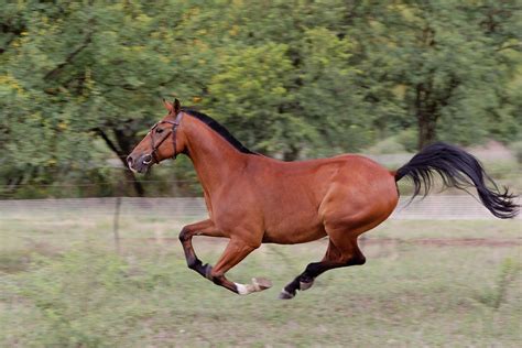 Horse is galloping - sound effect