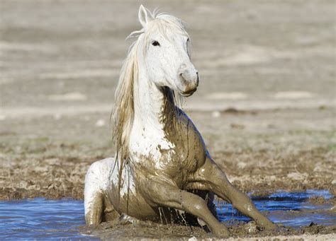 Horse moves through mud - sound effect
